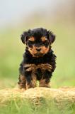 YORKSHIRE TERRIER 584